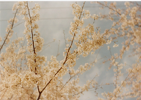 ◆桜並木2010 ~Voigtländer Vitoret D_e0174382_22201075.jpg