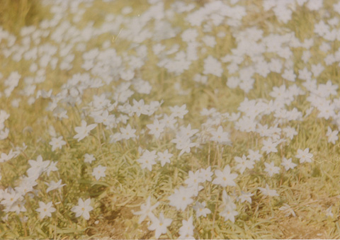 ◆桜並木2010 ~Voigtländer Vitoret D_e0174382_22202619.jpg