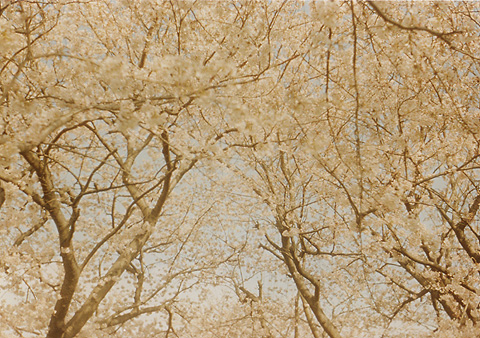 ◆桜並木2010 ~Voigtländer Vitoret D_e0174382_22204085.jpg