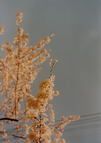 ◆桜並木2010 ~Voigtländer Vitoret D_e0174382_22205374.jpg