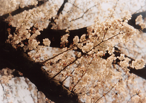 ◆桜並木2010 ~Voigtländer Vitoret D_e0174382_2221628.jpg