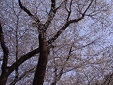 桜_a0142083_223526.jpg