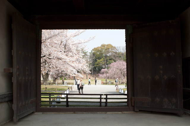 二条城の桜　その２_f0224083_233813.jpg