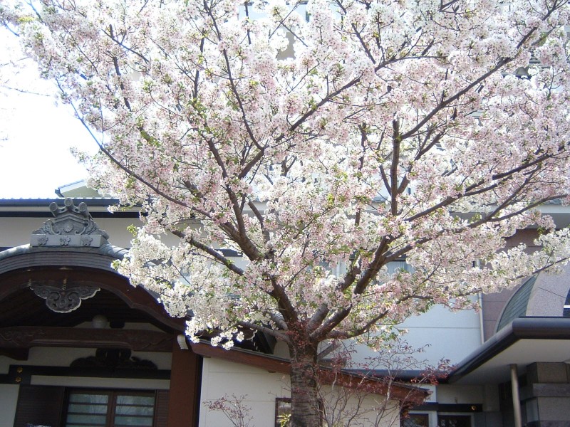 京都の桜2010_f0035184_14311022.jpg