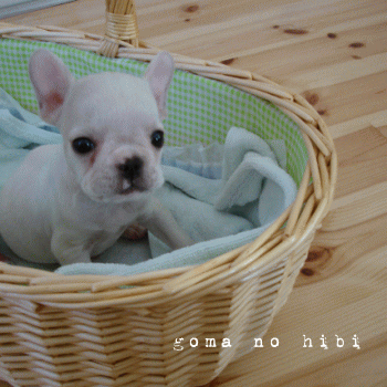 b0180085_20124784.gif