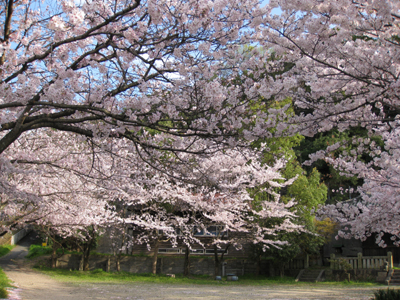 風に舞う花びら♪_a0143686_17401570.jpg