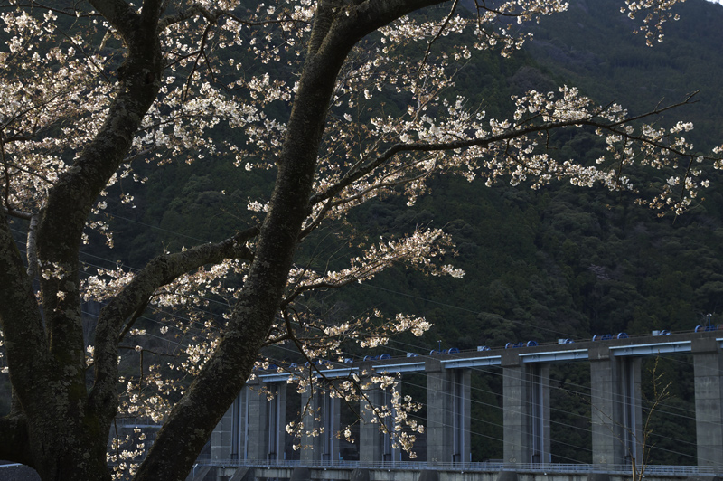 2010　桜　その2_a0142487_5144118.jpg