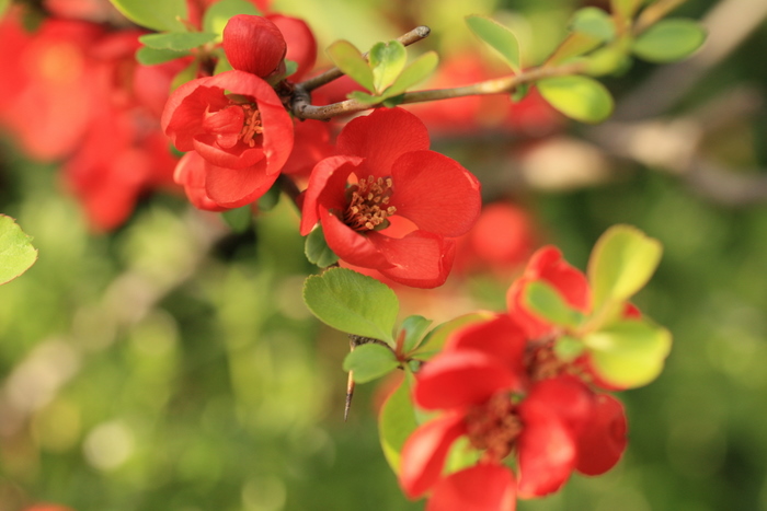 木瓜とネコちゃん♪　～小石川植物園より_e0195587_19192670.jpg