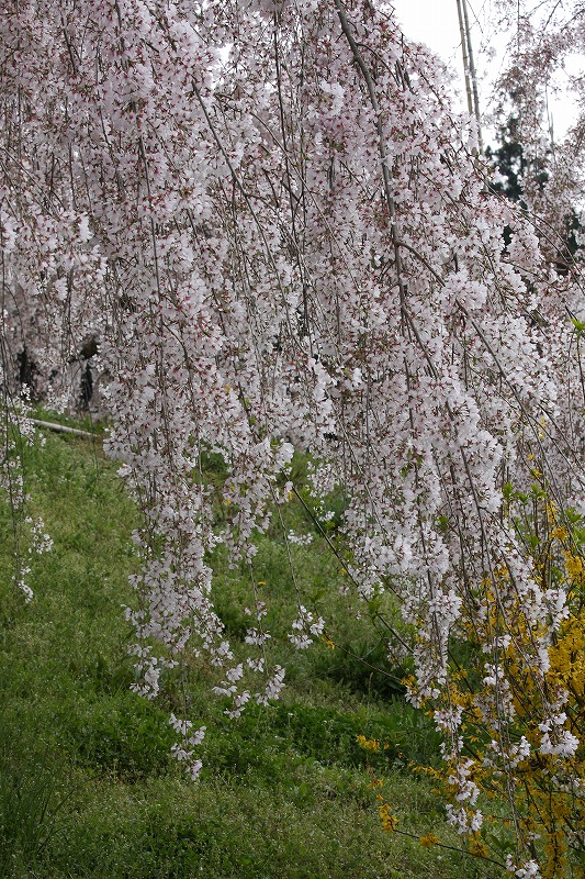 2010.04.07　桜見物にドライブ　　　　_f0140087_151830.jpg