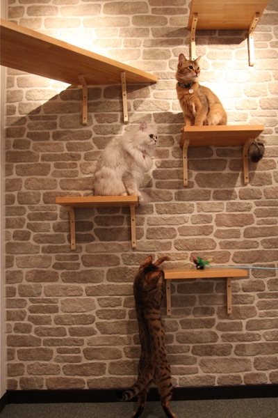 本厚木 Cat Cafe Milky 1st 猫山細道の猫カフェ写真館