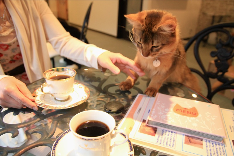 本厚木 Cat Cafe Milky 1st 猫山細道の猫カフェ写真館