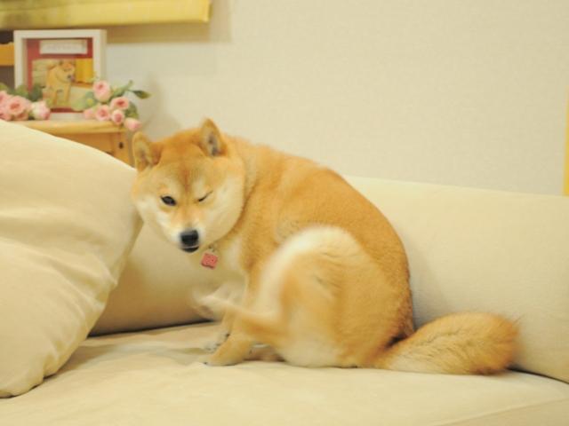 どこに隠そうかな!_a0126590_0175093.jpg
