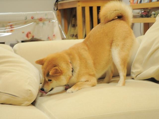 どこに隠そうかな!_a0126590_054170.jpg
