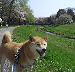 お花見---野川公園---_e0023790_2159636.jpg