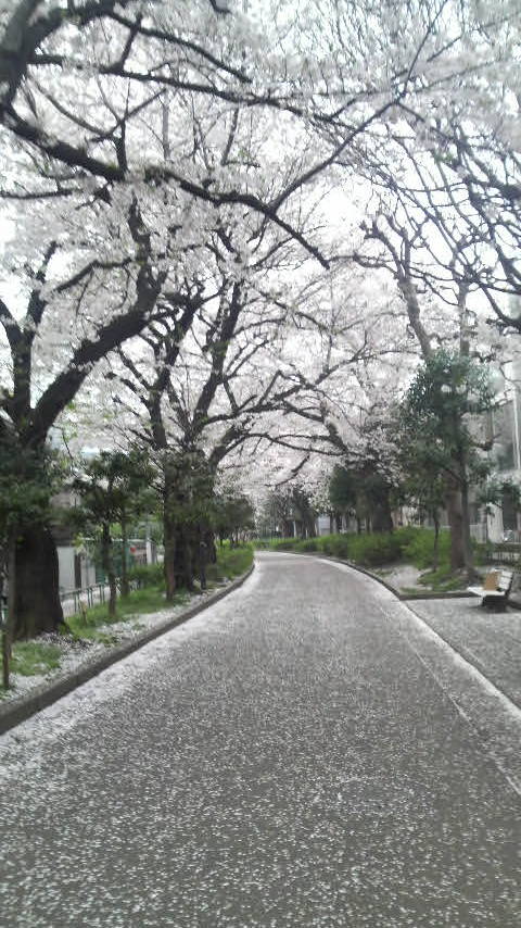 朝桜。_b0017693_20055.jpg