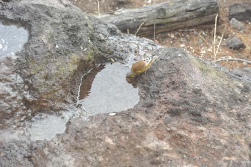 e0120896_20505847.jpg