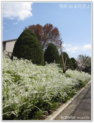 『新お花見スポット･･･雪柳編』 東山動植物園vol.23_b0142197_9321562.jpg