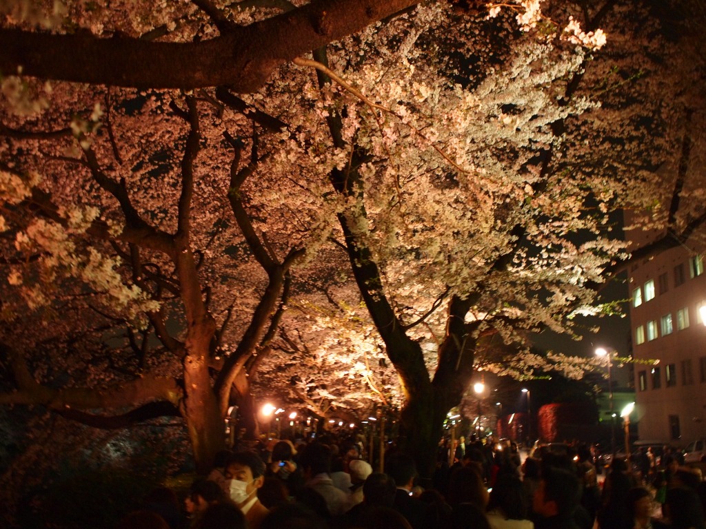 千鳥ヶ淵で道草 夜桜編_f0224100_02038.jpg