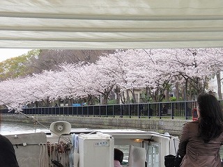 水都　桜_e0097701_11305576.jpg