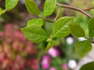 門横の植えますの様子_a0123003_18544992.jpg