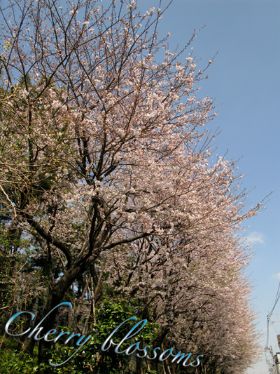 c0011204_2245171.jpg