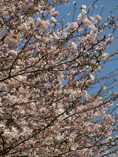 c0011204_2252937.jpg