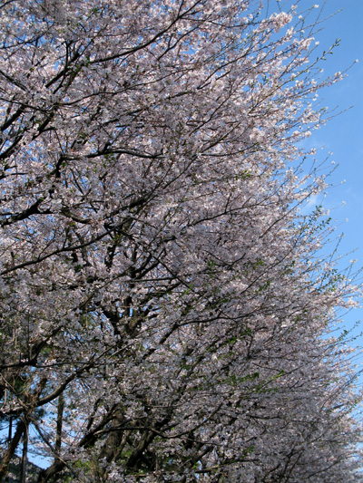 c0011204_232542.jpg
