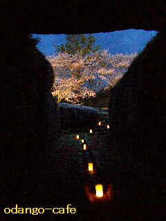 こんな夜桜も・・・　　奈良「明日香村」_a0168007_23285264.jpg