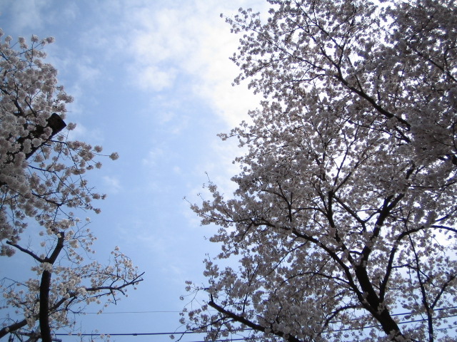d0101907_1230266.jpg