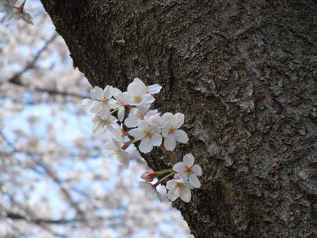 お花見♪_b0026408_0461958.jpg