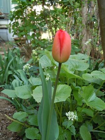b0026408_33035.jpg