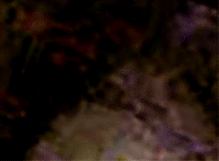 e0103408_13331058.gif
