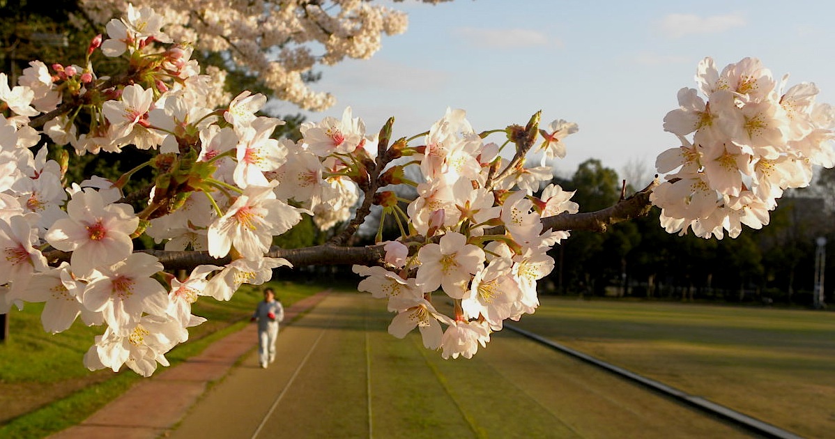 幾久公園【18】　4月8日（木）_c0078410_7302084.jpg