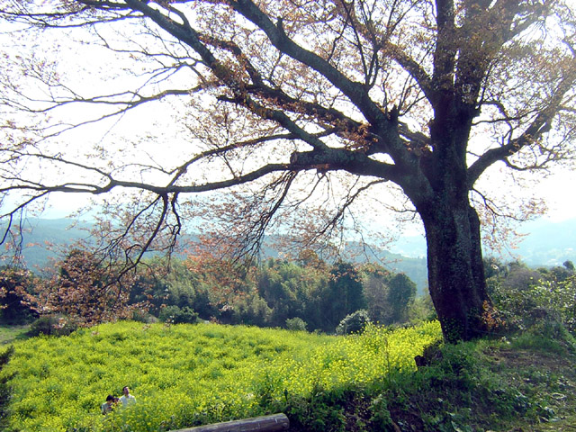 d0088611_015284.jpg
