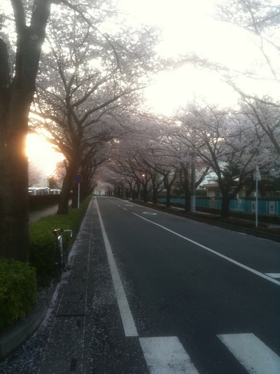 桜_f0178412_20154969.jpg