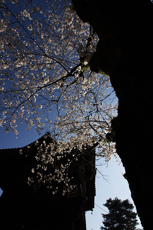 青空に満開の桜＠聖天院_b0010915_21541544.jpg