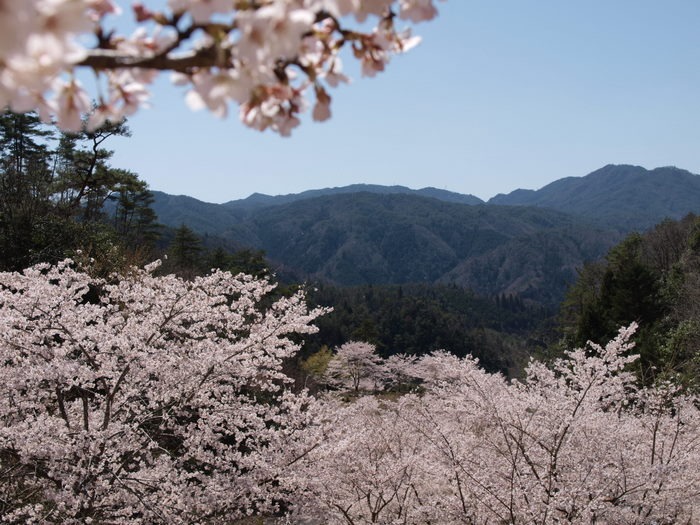秘密の桜山_c0116915_23121740.jpg
