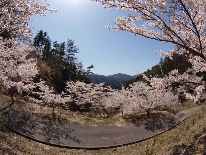 秘密の桜山_c0116915_23132464.jpg