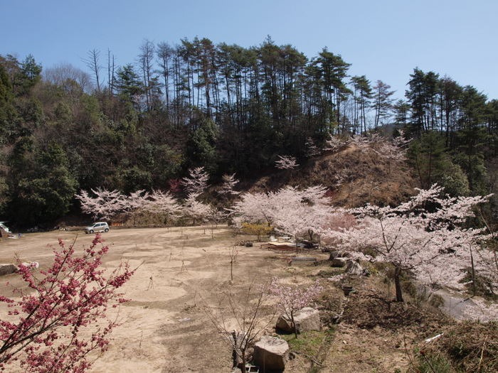 秘密の桜山_c0116915_23144080.jpg