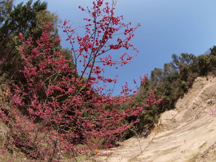 秘密の桜山_c0116915_23145486.jpg