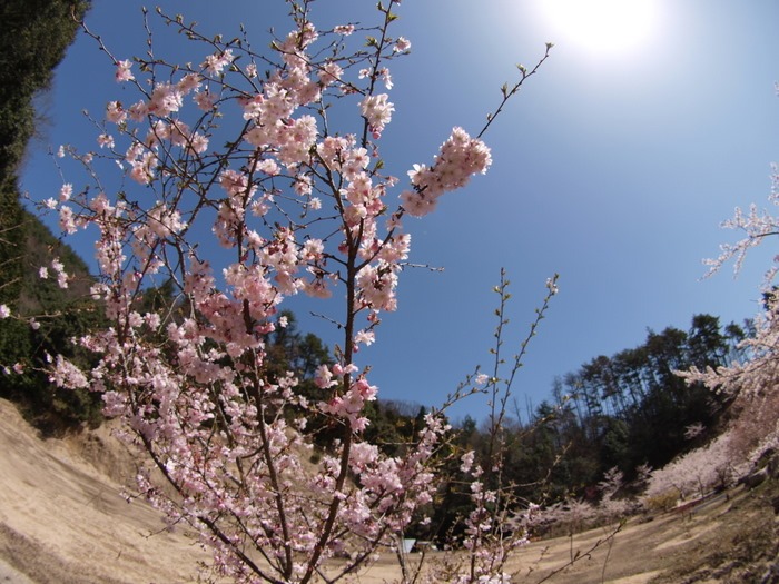 秘密の桜山_c0116915_23151435.jpg