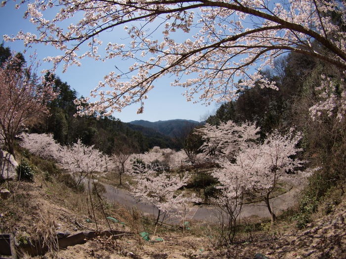 秘密の桜山_c0116915_23153245.jpg