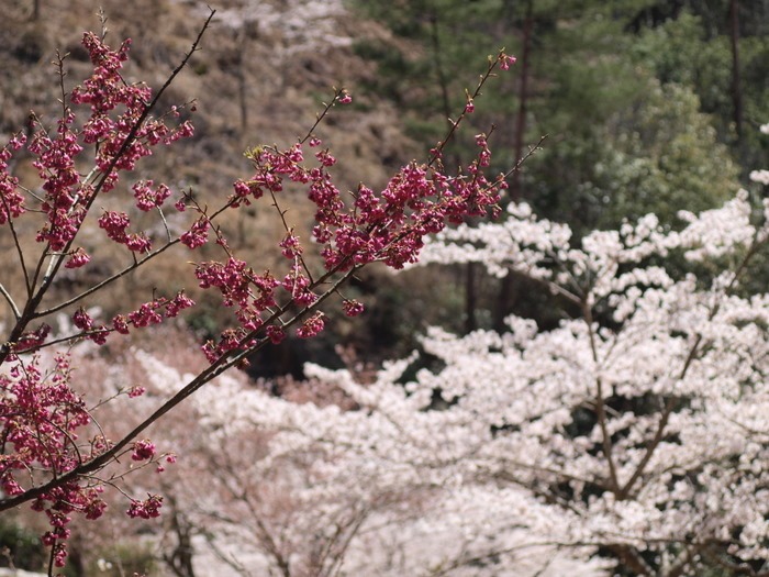 秘密の桜山_c0116915_23161938.jpg