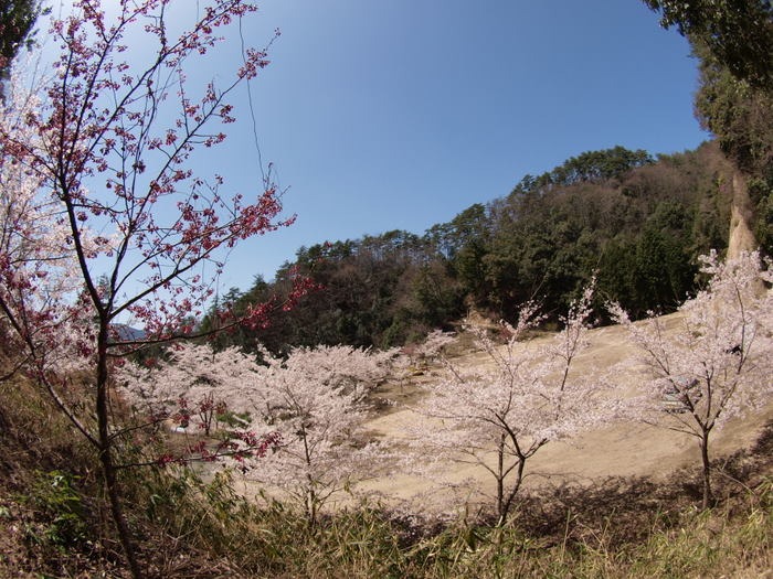 秘密の桜山_c0116915_2316485.jpg