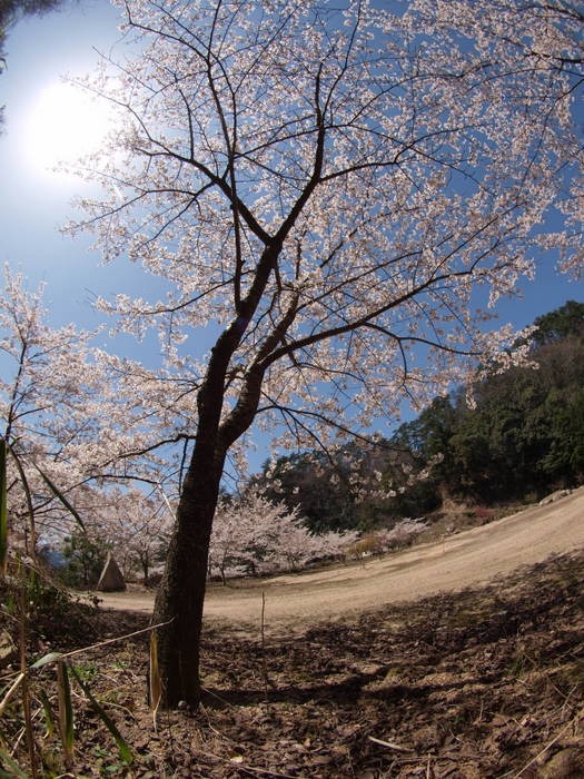 秘密の桜山_c0116915_23173030.jpg