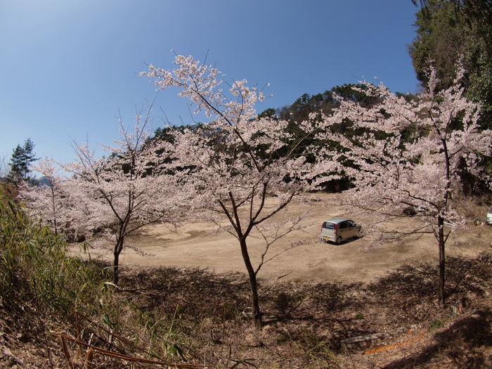 秘密の桜山_c0116915_23175215.jpg