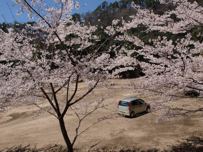 秘密の桜山_c0116915_2317817.jpg