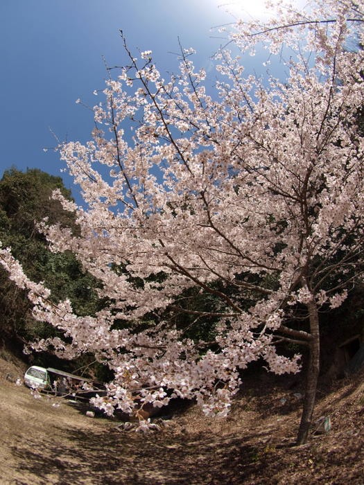 秘密の桜山_c0116915_23182053.jpg