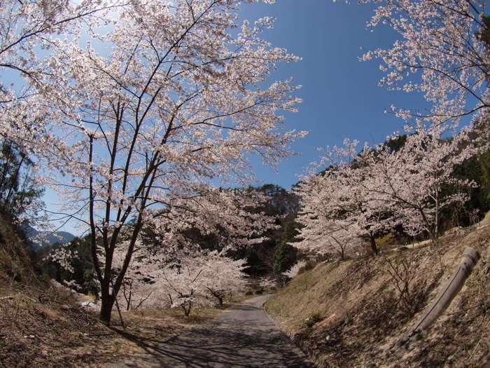 秘密の桜山_c0116915_23184429.jpg