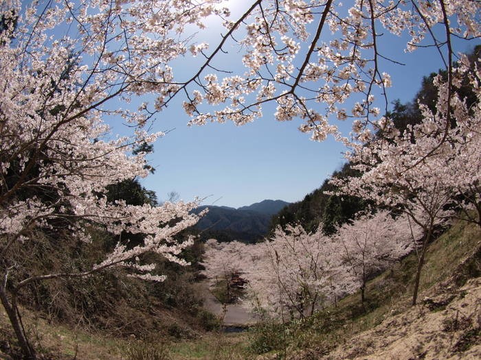 秘密の桜山_c0116915_23194444.jpg
